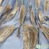 Translucent Tulle Mesh Fabric Feathers Appliqued For Evening Dresses Wedding Party Dance