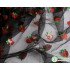 Lovely Strawberry Net Fabric Sequins Embroidery Lace Tulle for Dress Making Sold By The Yard (91cm)
